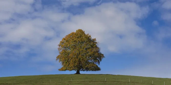 Gerahmter Druck : Gemeine Buche (Fagus sylvatica) Gerahmter Druck : Gemeine Buche (Fagus sylvatica)