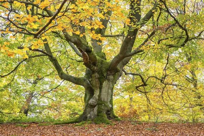 Gerahmter Druck : Gemeiner Buchenbaum (Fagus sylvatica) Gerahmter Druck : Gemeiner Buchenbaum (Fagus sylvatica)