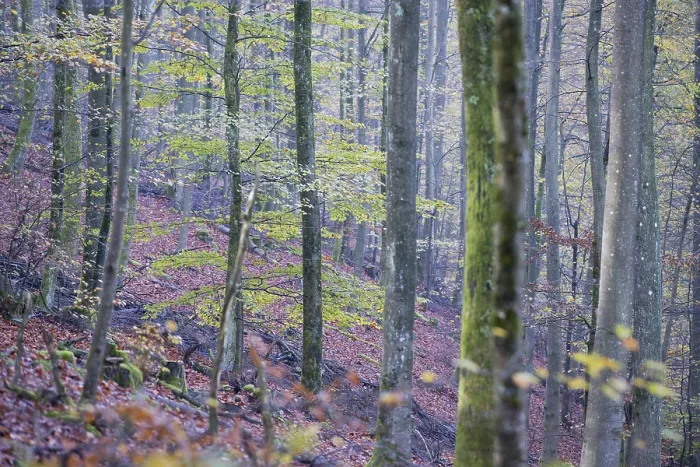 Gerahmter Druck : Gemeine Buche (Fagus sylvatica) Gerahmter Druck : Gemeine Buche (Fagus sylvatica)