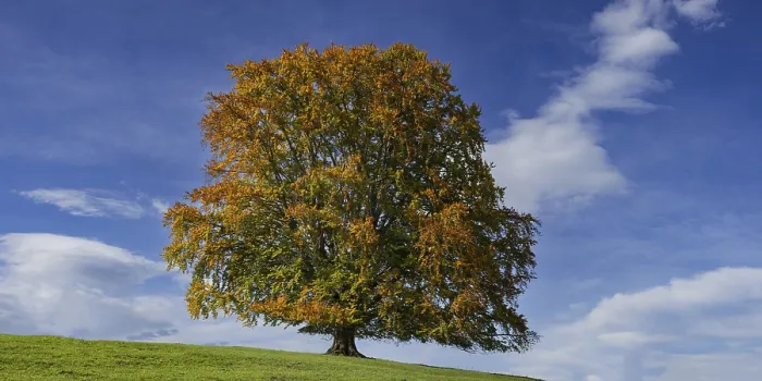 Gerahmter Druck : Gemeiner Buchenbaum (Fagus sylvatica) Gerahmter Druck : Gemeiner Buchenbaum (Fagus sylvatica)