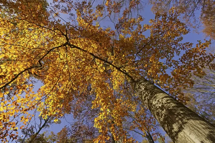 Gerahmter Druck : Gemeine Buche (Fagus sylvatica) Gerahmter Druck : Gemeine Buche (Fagus sylvatica)