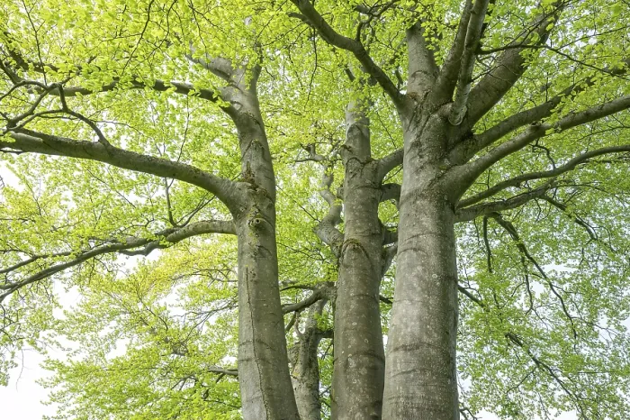 Gerahmter Druck : Gemeine Buche (Fagus sylvatica) Gerahmter Druck : Gemeine Buche (Fagus sylvatica)