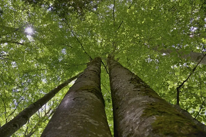 Gerahmter Druck : Gemeine Buche (Fagus sylvatica) Gerahmter Druck : Gemeine Buche (Fagus sylvatica)
