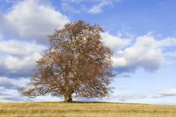 Gerahmter Druck : Gemeiner Buchenbaum (Fagus sylvatica) Gerahmter Druck : Gemeiner Buchenbaum (Fagus sylvatica)