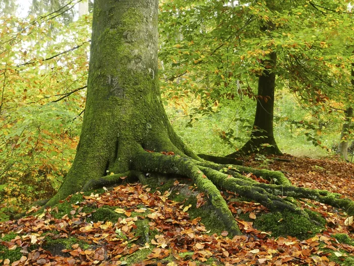 Gerahmter Druck : Gemeine Buche (Fagus sylvatica) Gerahmter Druck : Gemeine Buche (Fagus sylvatica)