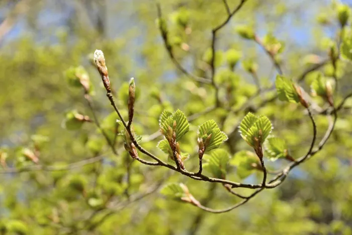 Gerahmter Druck : Gemeiner Buchenbaum (Fagus sylvatica) Gerahmter Druck : Gemeiner Buchenbaum (Fagus sylvatica)