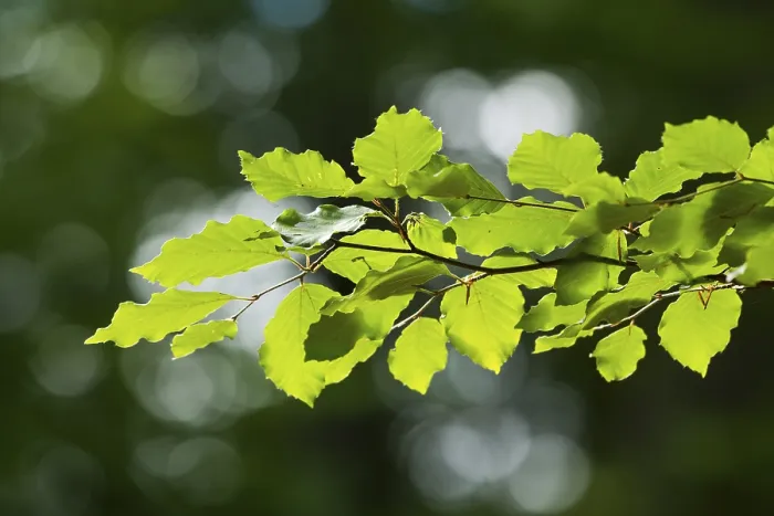 Gerahmter Druck : Gemeine Buche (Fagus sylvatica) Gerahmter Druck : Gemeine Buche (Fagus sylvatica)