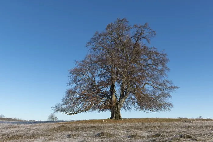 Gerahmter Druck : Gemeine Buche (Fagus sylvatica) Gerahmter Druck : Gemeine Buche (Fagus sylvatica)