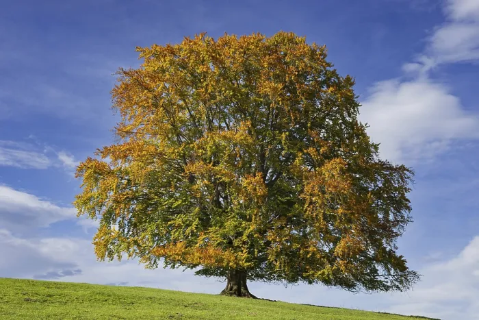Gerahmter Druck : Gemeine Buche (Fagus sylvatica) Gerahmter Druck : Gemeine Buche (Fagus sylvatica)