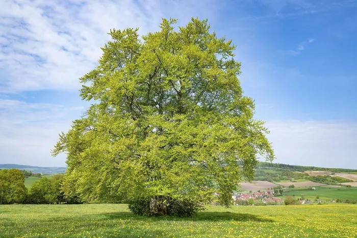 Gerahmter Druck : Gemeine Buche (Fagus sylvatica) Gerahmter Druck : Gemeine Buche (Fagus sylvatica)