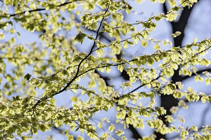 Gerahmter Druck : Gemeiner Buchenbaum (Fagus sylvatica) Gerahmter Druck : Gemeiner Buchenbaum (Fagus sylvatica)