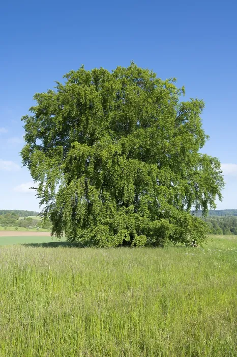 Gerahmter Druck : Gemeiner Buchenbaum (Fagus sylvatica) Gerahmter Druck : Gemeiner Buchenbaum (Fagus sylvatica)