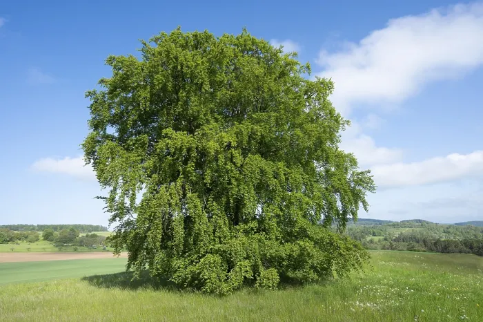 Gerahmter Druck : Gemeine Buche (Fagus sylvatica) Gerahmter Druck : Gemeine Buche (Fagus sylvatica)