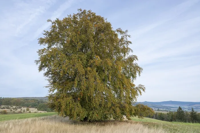Gerahmter Druck : Gemeine Buche (Fagus sylvatica) Gerahmter Druck : Gemeine Buche (Fagus sylvatica)