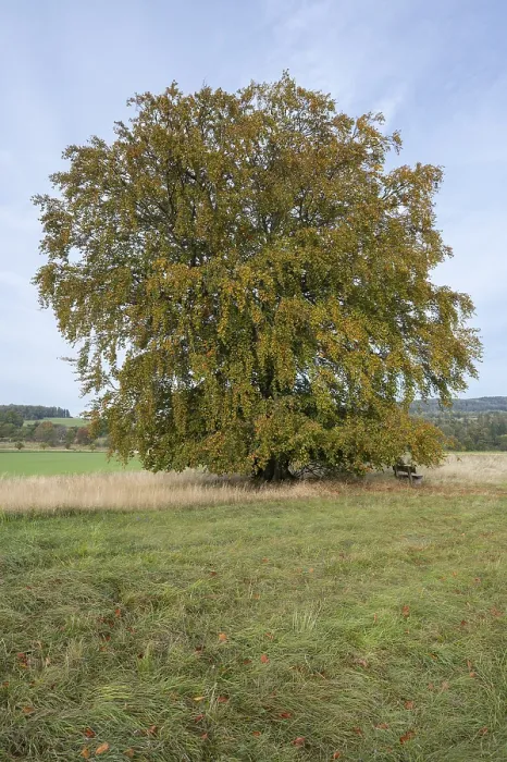 Gerahmter Druck : Gemeiner Buchenbaum (Fagus sylvatica) Gerahmter Druck : Gemeiner Buchenbaum (Fagus sylvatica)