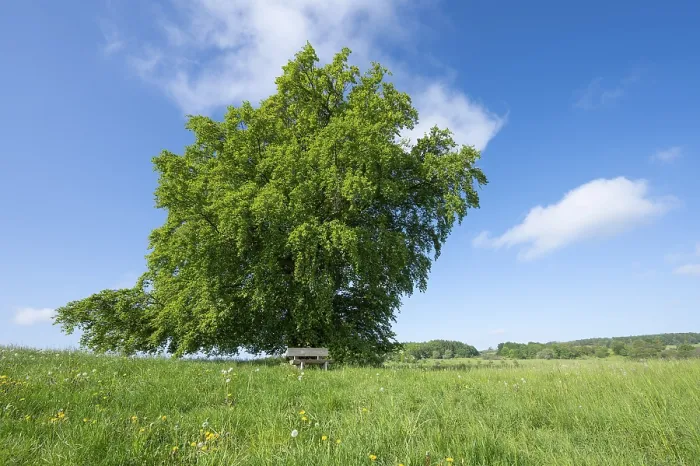 Gerahmter Druck : Gemeiner Buchenbaum (Fagus sylvatica) Gerahmter Druck : Gemeiner Buchenbaum (Fagus sylvatica)
