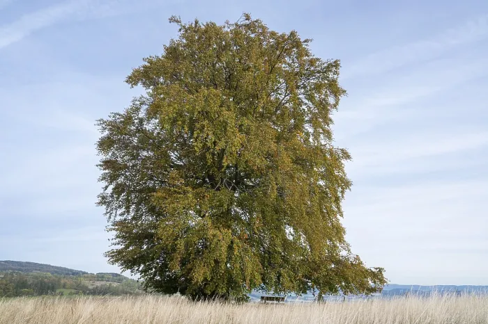 Gerahmter Druck : Gemeine Buche (Fagus sylvatica) Gerahmter Druck : Gemeine Buche (Fagus sylvatica)