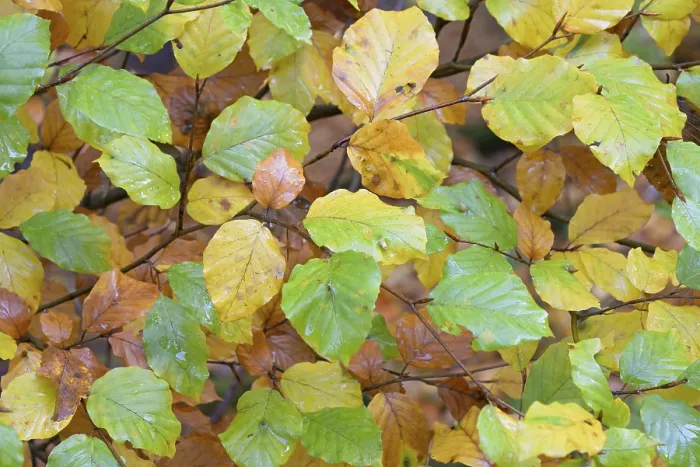 Gerahmter Druck : Gemeine Buche (Fagus sylvatica)