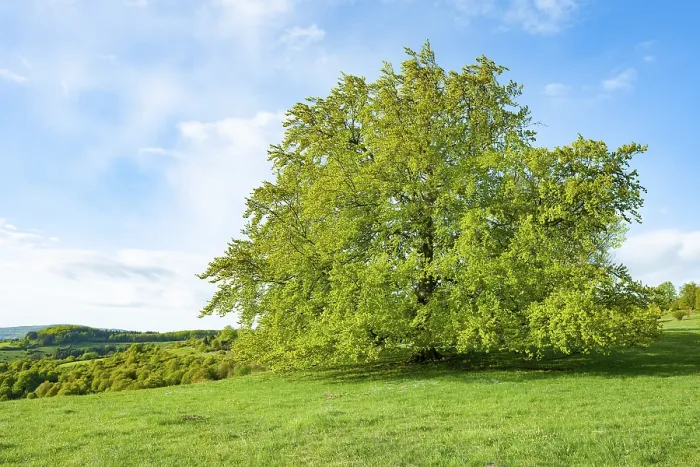 Gerahmter Druck : Gemeine Buche (Fagus sylvatica) Gerahmter Druck : Gemeine Buche (Fagus sylvatica)