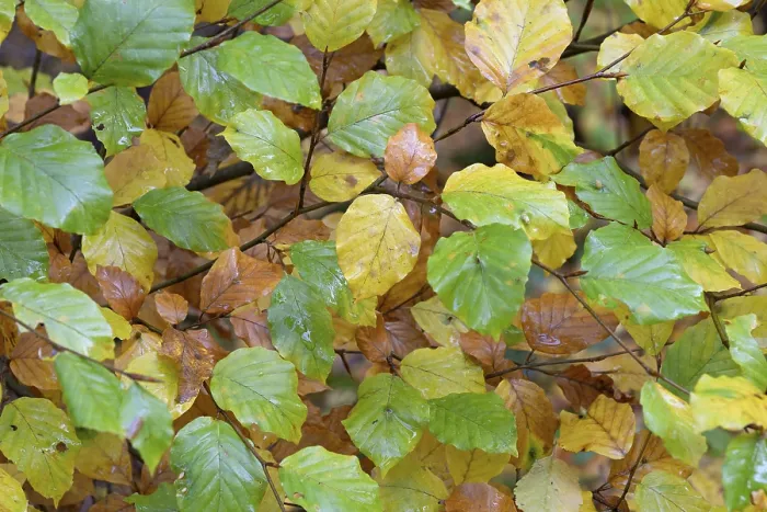 Gerahmter Druck : Gemeine Buche (Fagus sylvatica) Gerahmter Druck : Gemeine Buche (Fagus sylvatica)