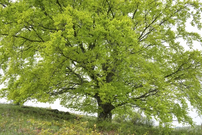 Gerahmter Druck : Gemeiner Buchenbaum (Fagus sylvatica) Gerahmter Druck : Gemeiner Buchenbaum (Fagus sylvatica)