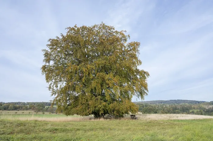 Gerahmter Druck : Einzelne Buche (Fagus sylvatica) im Herbst, Sitzbank, Thüringen, Deutschland Gerahmter Druck : Einzelne Buche (Fagus sylvatica) im Herbst, Sitzbank, Thüringen, Deutschland