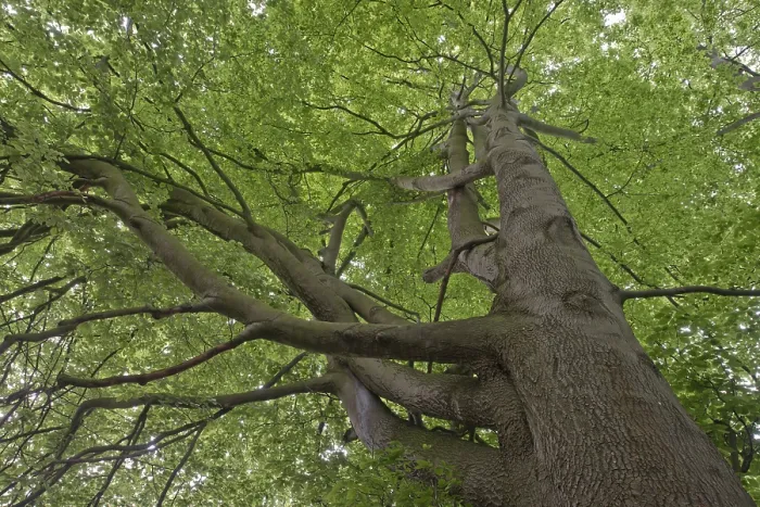 Gerahmter Druck : Fagus sylvatica in Emsland, Niedersachsen, Deutschland Gerahmter Druck : Fagus sylvatica in Emsland, Niedersachsen, Deutschland
