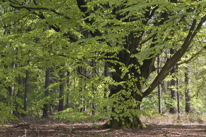 Gerahmter Druck : Gemeiner Buchenbaum (Fagus sylvatica) Gerahmter Druck : Gemeiner Buchenbaum (Fagus sylvatica)