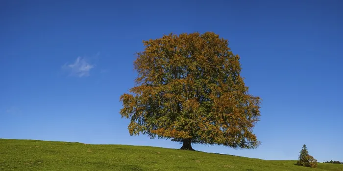 Gerahmter Druck : Gemeine Buche (Fagus sylvatica) Gerahmter Druck : Gemeine Buche (Fagus sylvatica)