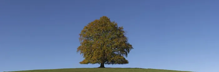 Gerahmter Druck : Gemeine Buche (Fagus sylvatica) Gerahmter Druck : Gemeine Buche (Fagus sylvatica)