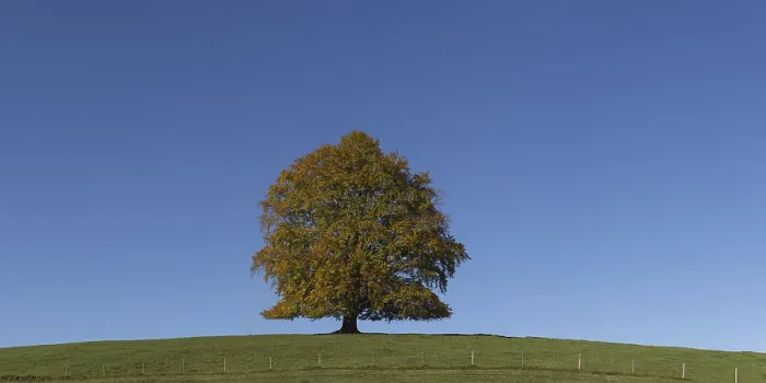 Gerahmter Druck : Gemeine Eiche (Fagus sylvatica) Gerahmter Druck : Gemeine Eiche (Fagus sylvatica)