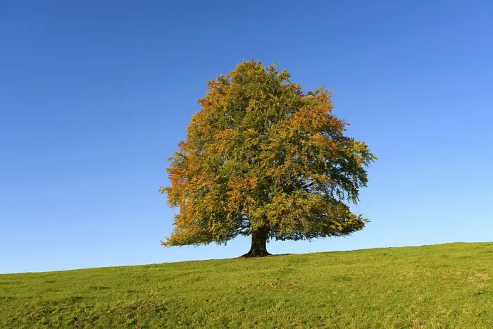 Gerahmter Druck : Eiche (Fagus sylvatica) im Herbst. Gerahmter Druck : Eiche (Fagus sylvatica) im Herbst.