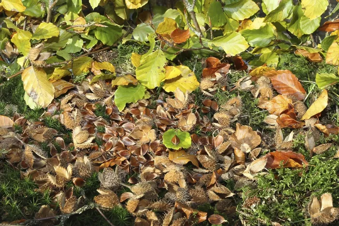 Gerahmter Druck : Gemeine Buche (Fagus sylvatica) Nüsse. Gerahmter Druck : Gemeine Buche (Fagus sylvatica) Nüsse.