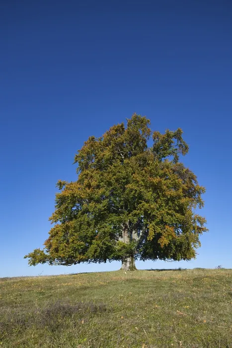 Gerahmter Druck : Feld-Buche (Fagus sylvatica) Weide-Buche Gerahmter Druck : Feld-Buche (Fagus sylvatica) Weide-Buche
