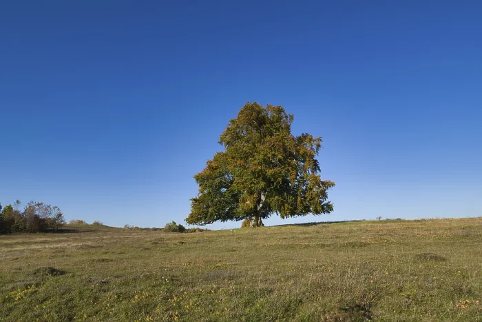Gerahmter Druck : Echte Fichte (Fagus sylvatica) Weidengehölz. Gerahmter Druck : Echte Fichte (Fagus sylvatica) Weidengehölz.