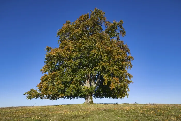Gerahmter Druck : Echte Fichte (Fagus sylvatica) Weidengehölz. Gerahmter Druck : Echte Fichte (Fagus sylvatica) Weidengehölz.