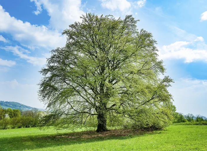 Gerahmter Druck : Fagus sylvatica im Frühling. Gerahmter Druck : Fagus sylvatica im Frühling.