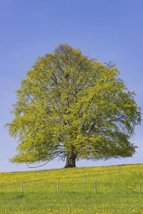 Gerahmter Druck : Fagus sylvatica im Frühling. Gerahmter Druck : Fagus sylvatica im Frühling.