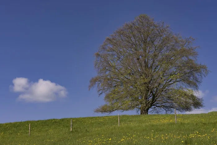 Gerahmter Druck : Fagus sylvatica in der Frühling. Gerahmter Druck : Fagus sylvatica in der Frühling.