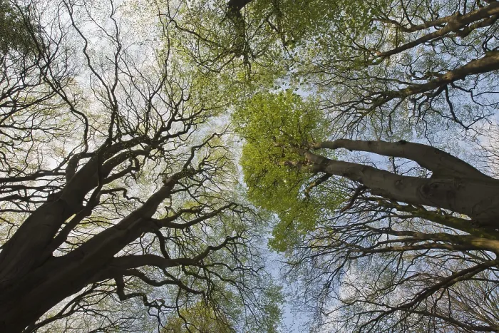 Gerahmter Druck : Gemeine Buchen (Fagus sylvatica) Gerahmter Druck : Gemeine Buchen (Fagus sylvatica)