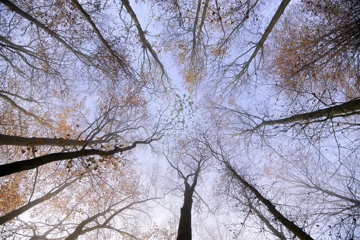 Gerahmter Druck : Gemeine Eiche (Fagus sylvatica) Gerahmter Druck : Gemeine Eiche (Fagus sylvatica)