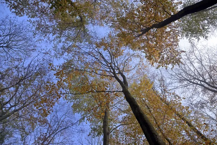 Gerahmter Druck : Gemeine Buchen (Fagus sylvatica)