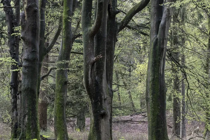 Gerahmter Druck : Gemeine Buchen (Fagus sylvatica)