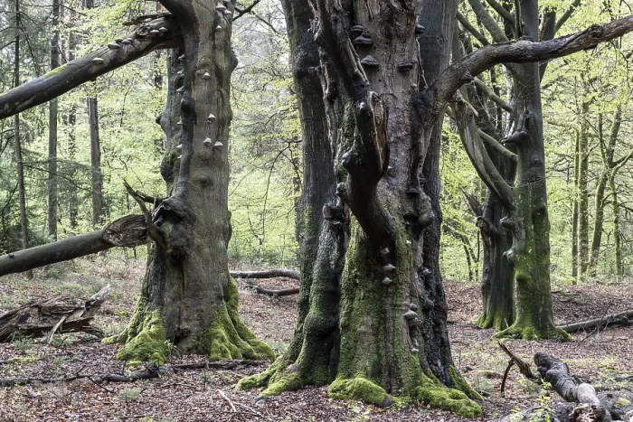 Gerahmter Druck : Gemeine Buchen (Fagus sylvatica) Gerahmter Druck : Gemeine Buchen (Fagus sylvatica)