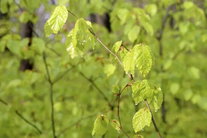Gerahmter Druck : Gemeine Eiche (Fagus sylvatica) Gerahmter Druck : Gemeine Eiche (Fagus sylvatica)