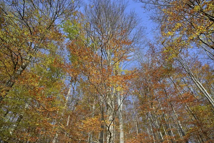 Gerahmter Druck : Gemeine Buchen (Fagus sylvatica) Gerahmter Druck : Gemeine Buchen (Fagus sylvatica)