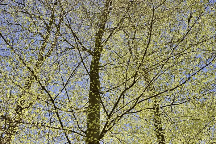 Gerahmter Druck : Gemeine Eiche (Fagus sylvatica) Gerahmter Druck : Gemeine Eiche (Fagus sylvatica)
