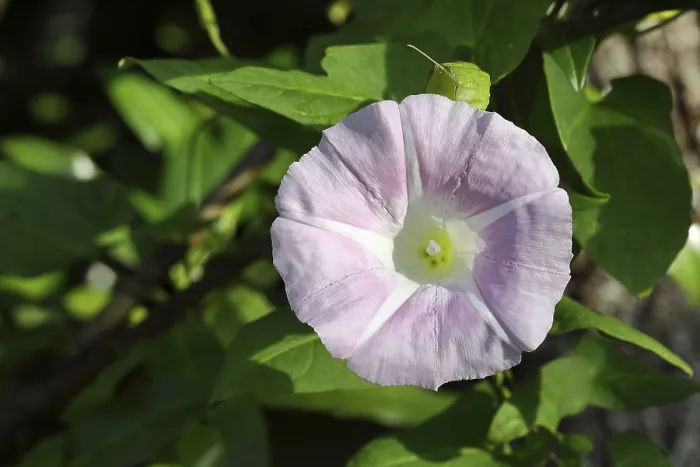 Gerahmter Druck : Gemeine Winden, echte Winden (Calystegia sepium subsp) Gerahmter Druck : Gemeine Winden, echte Winden (Calystegia sepium subsp)