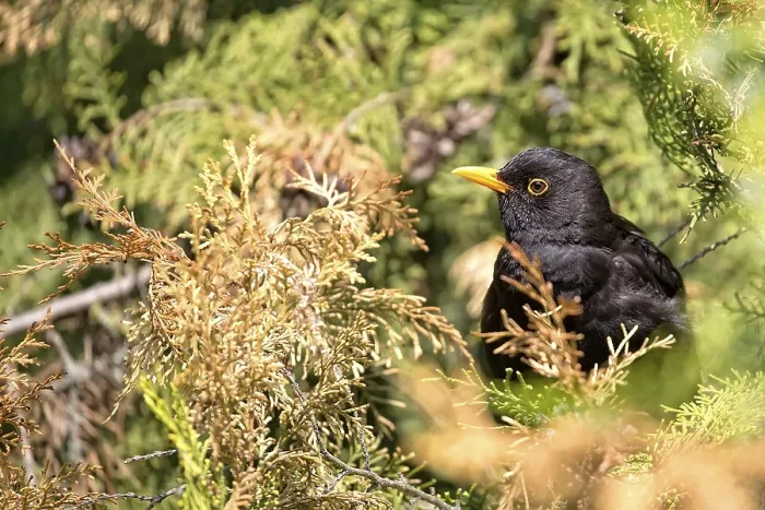 Gerahmter Druck : Eisvogel im Wild auf einem Baum.