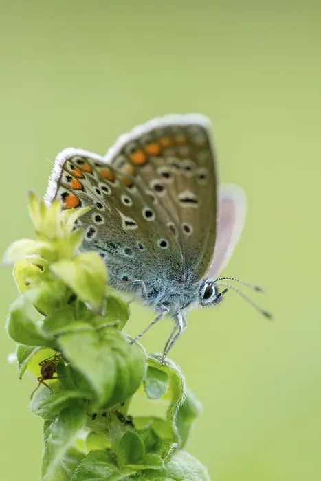 Gerahmter Druck : Gemeine Blaue, gemeine blaue, gekrönte blaue. Gerahmter Druck : Gemeine Blaue, gemeine blaue, gekrönte blaue.